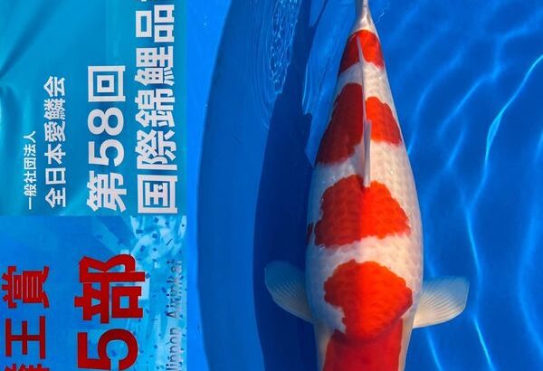 ZNA 58th International Koi Show