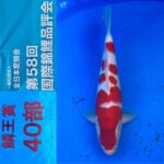 ZNA 58th International Koi Show