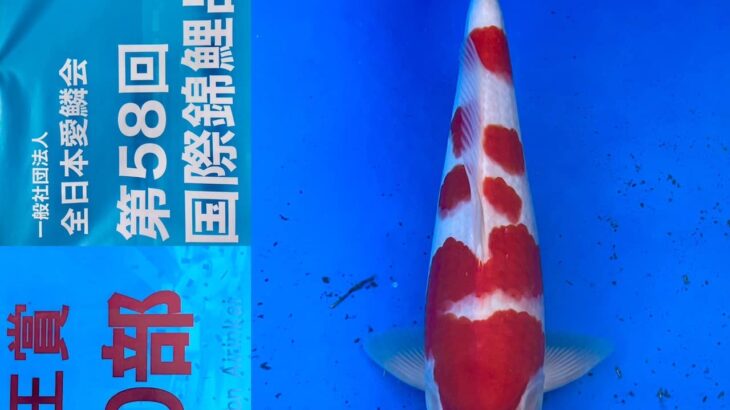 ZNA 58th International Koi Show