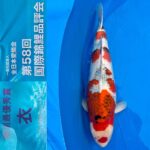 ZNA 58th International Koi Show