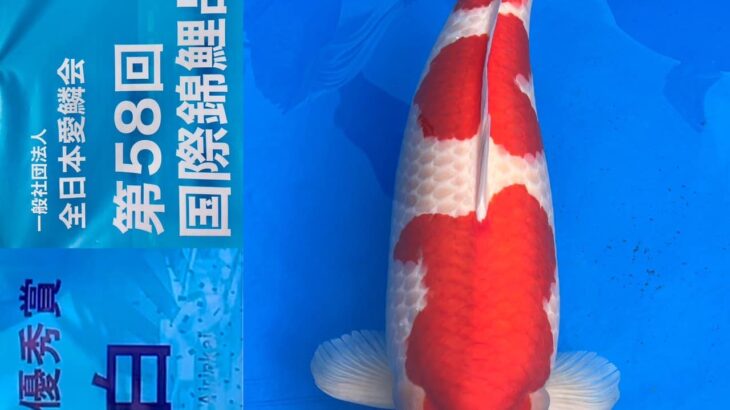 ZNA 58th International Koi Show