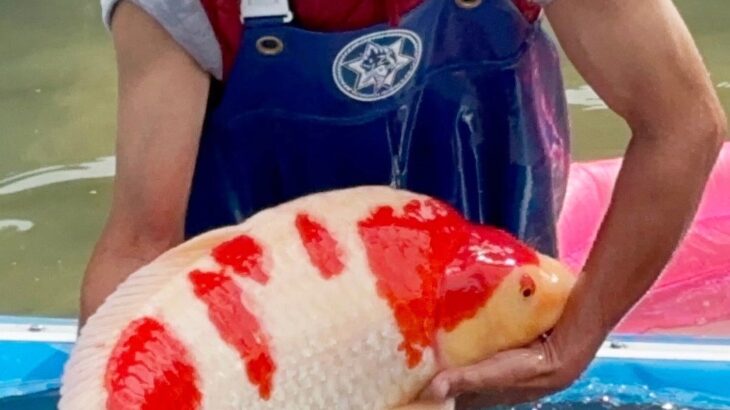 Miyoshi Fish Farm main mud pond harvest visit at Kochi prefecture.