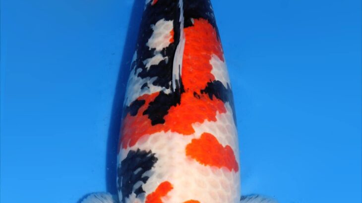 21st Singapore Koi show 3-4 December 2022