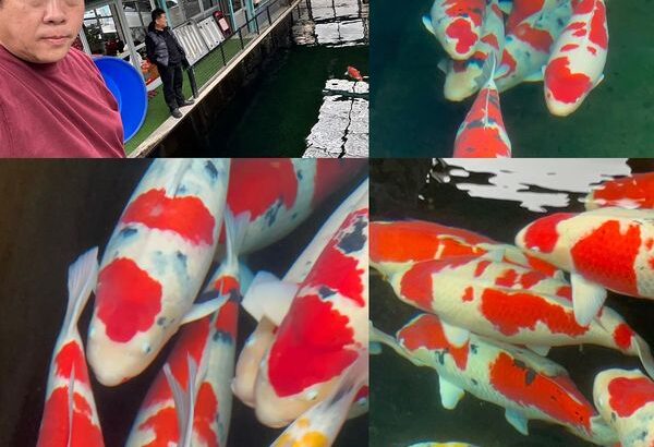 Miyoshi Fish Farm visit