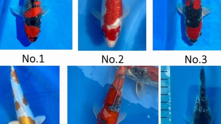 2022年12月4日 関西地区総合錦鯉品評会