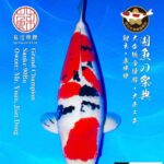 53th All Japan Koi Show 2023