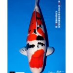 53th All Japan Koi Show 2023