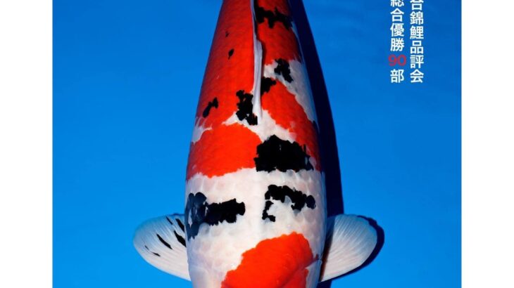 53th All Japan Koi Show 2023