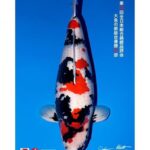 All Japan Koi Show 2023