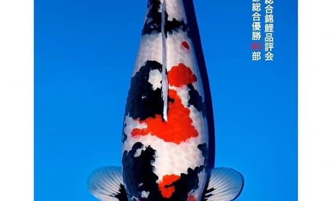 All Japan Koi Show 2023