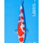 All Japan Koi Show 2023