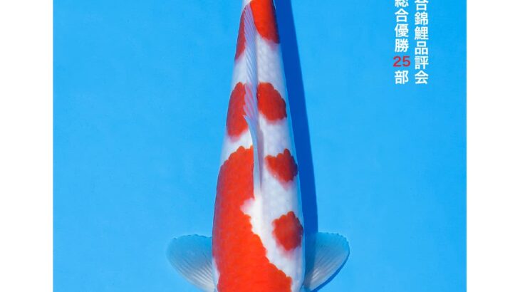 All Japan Koi Show 2023