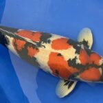 All Japan Koi Show 2023