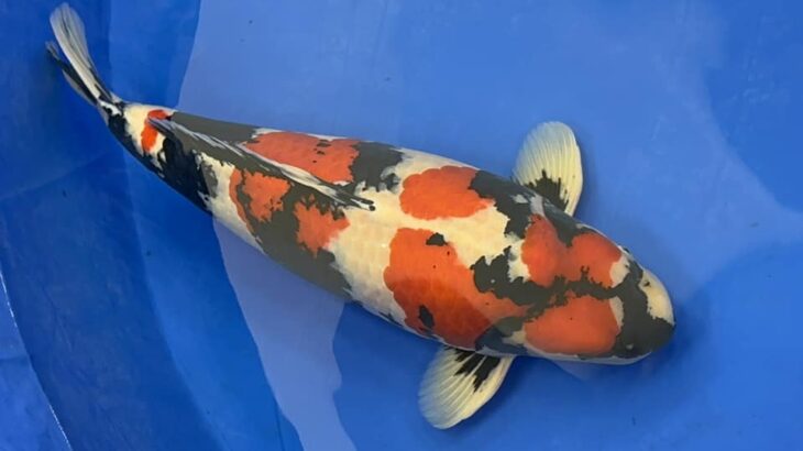 All Japan Koi Show 2023