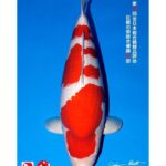 53thAll Japan Koi Show 2023