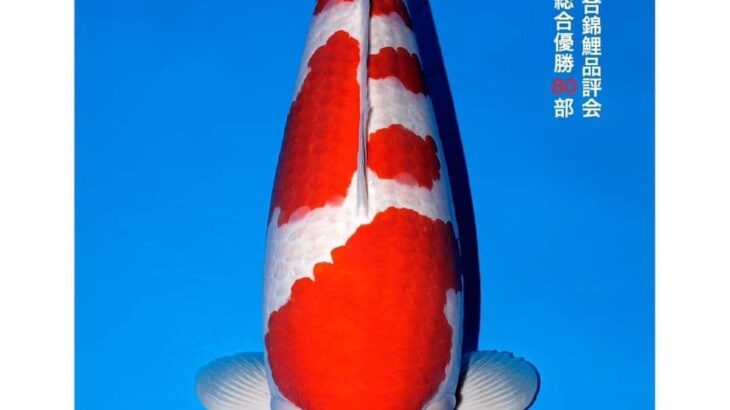 53thAll Japan Koi Show 2023