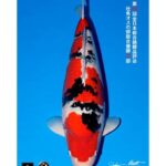 All Japan Koi Show 2023