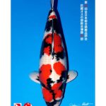 All Japan Koi Show 2023