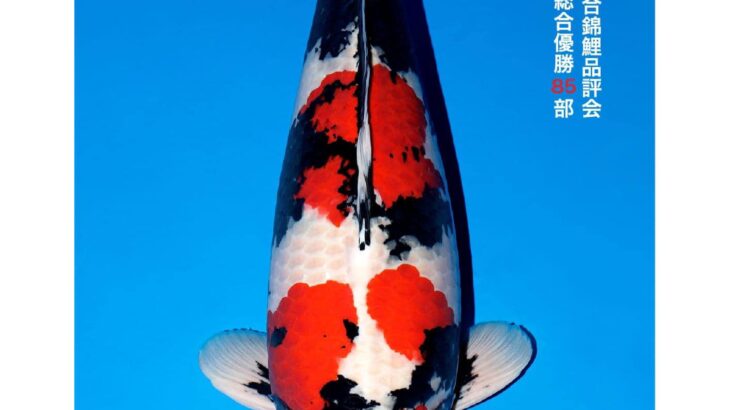 All Japan Koi Show 2023