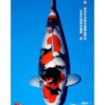 All Japan Koi Show 2023