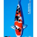 All Japan Koi Show 2023