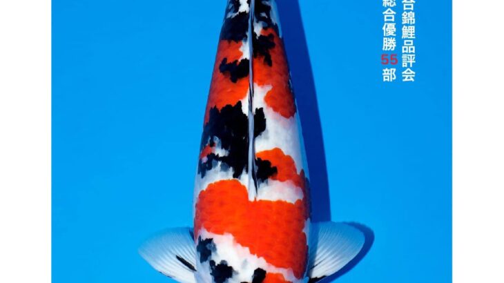 All Japan Koi Show 2023