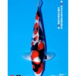 All Japan Koi Show 2023