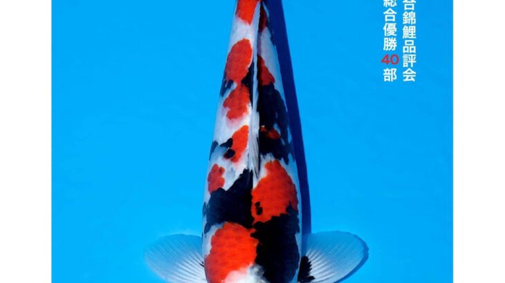 All Japan Koi Show 2023