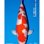 All Japan Koi Show 2023