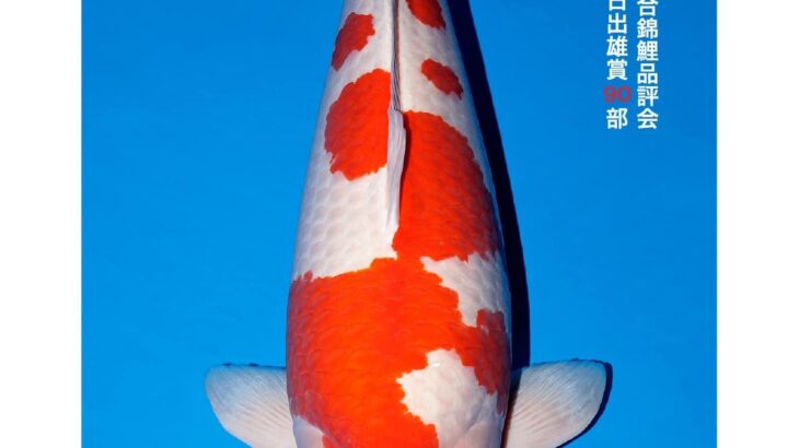 All Japan Koi Show 2023