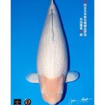 All Japan Koi Show 2023