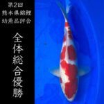 2023年2月12日 第2回熊本県錦鯉幼魚品評会&即売会