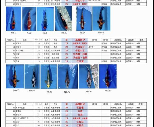 2023年3月5日 第2回関西地区幼魚品評会に向けて出品準備中