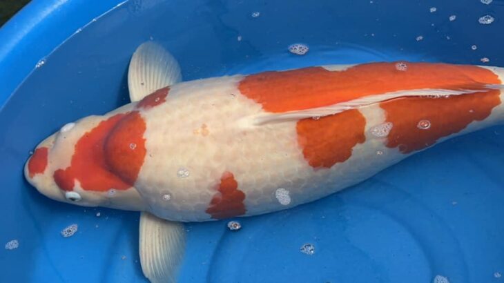 Takigawa koi farm visit. Hiroshima prefecture.