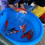 Narita koi farms Japan