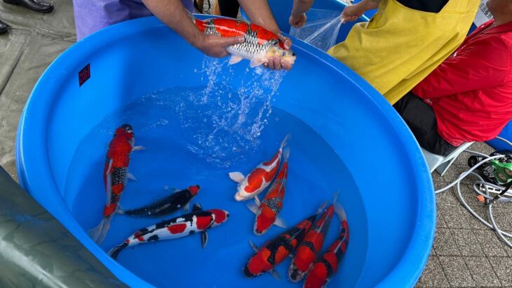 Narita koi farms Japan