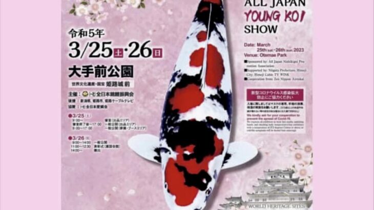 Preparation of 39th All Japan Young koi show today