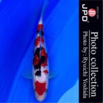 THE 39th NISHIKIGOI ALL JAPAN YOUNG KOI SHOW