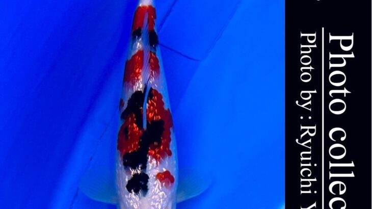 THE 39th NISHIKIGOI ALL JAPAN YOUNG KOI SHOW