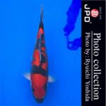 THE 39th NISHIKIGOI ALL JAPAN YOUNG KOI SHOW