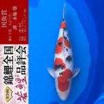 THE 39th NISHIKIGOI ALL JAPAN YOUNG KOI SHOW