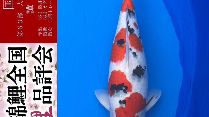 THE 39th NISHIKIGOI ALL JAPAN YOUNG KOI SHOW