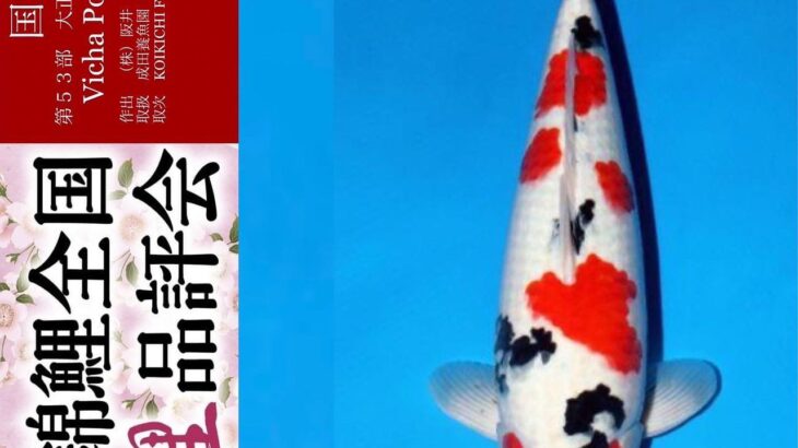 THE 39th NISHIKIGOI ALL JAPAN YOUNG KOI SHOW