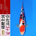 THE 39th NISHIKIGOI ALL JAPAN YOUNG KOI SHOW