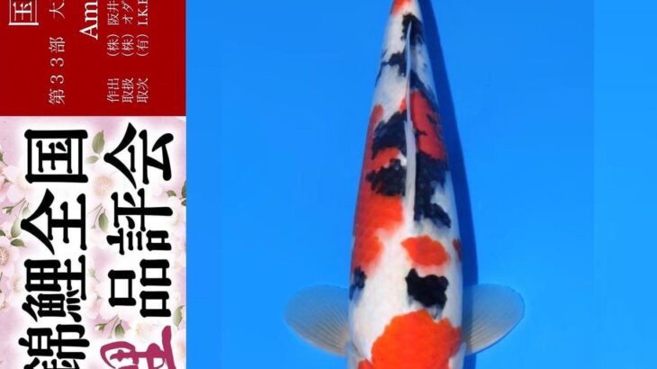 THE 39th NISHIKIGOI ALL JAPAN YOUNG KOI SHOW