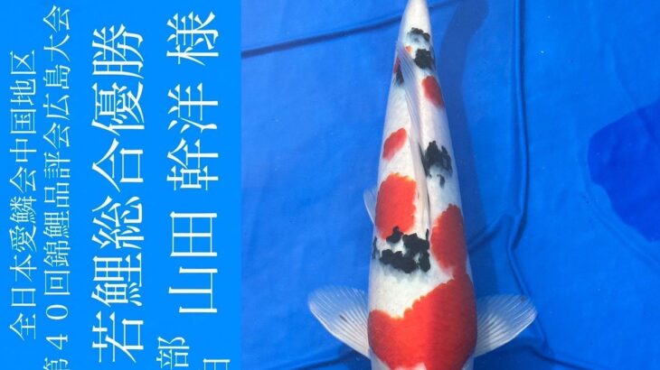 2023年4月2日 全日本愛鱗会中国地区第40回錦鯉品評会