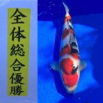 2023年4月8日-9日 第14回千葉県若魚品評会 場所　谷養魚場駐車場