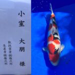 2023年4月8日-9日 第14回千葉県若魚品評会 場所　谷養魚場駐車場