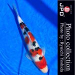 10th International Junior koi show 2023