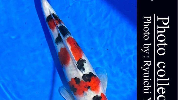 10th International Junior koi show 2023